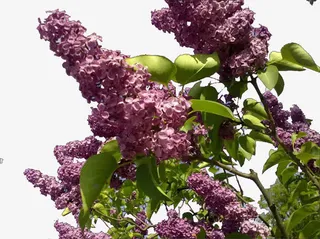 美丽紫罗兰免抠