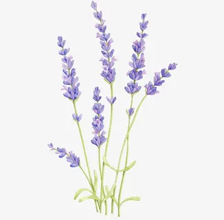 薰衣草穗免抠 薰衣草穗免抠