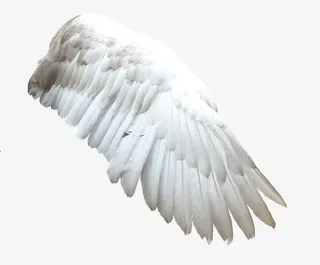 翅膀免抠