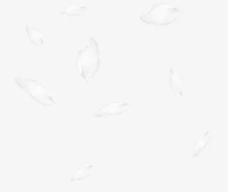 飘逸 羽毛 png免抠