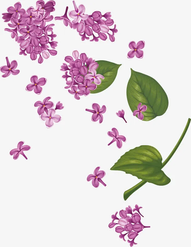 水彩画紫荆花矢量免抠