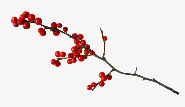 红色小果子免抠动植物植物元素