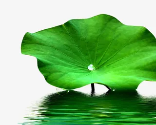 水里面的荷叶免抠