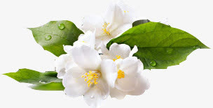 高清创意摄影白色的茉莉花免抠