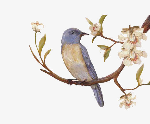 手绘花鸟免抠