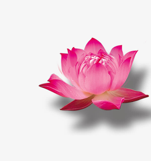 中国元素莲花免抠