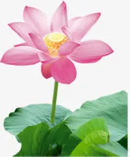 粉色高清中国风莲花免抠
