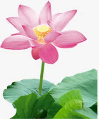 粉色高清中国风莲花免抠