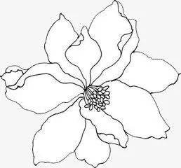 花卉免抠