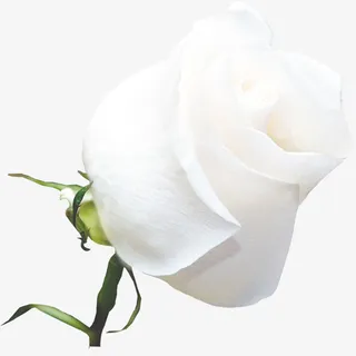 植物花卉素材植物花草素材免抠