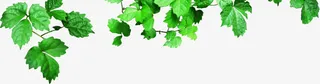 春天清新藤蔓树叶免抠