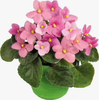 盆花免抠 盆花免抠