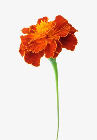 一朵万寿菊免抠素材免抠