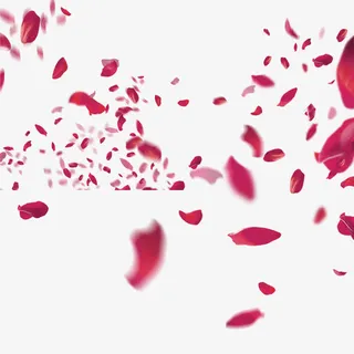 玫瑰花瓣免抠
