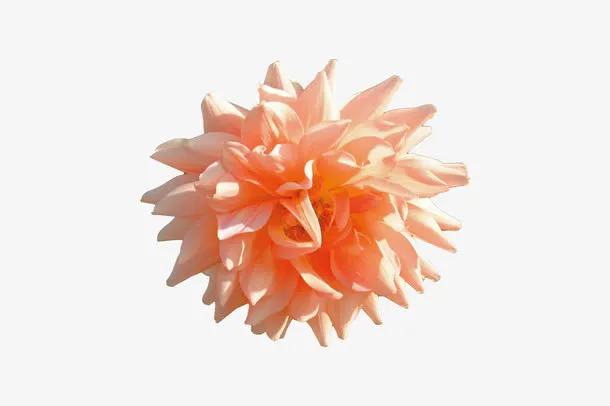 花卉免抠