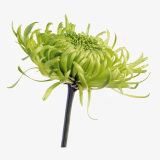 花枝花草一朵菊花免抠