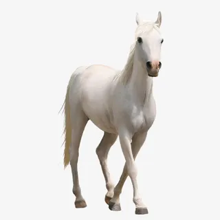 白色的马免抠