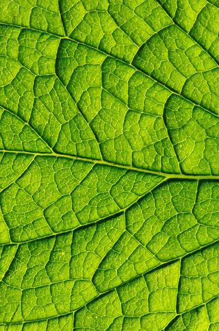 网状绿叶叶脉免抠背景底纹元素