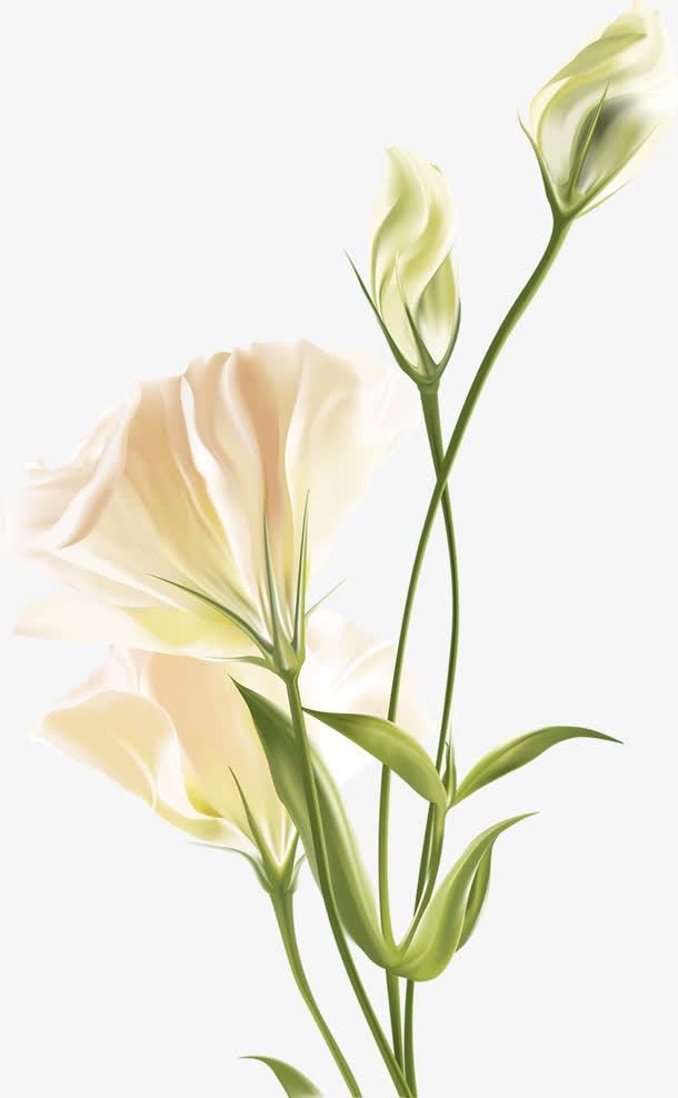 母亲节温馨纯洁花朵植物免抠