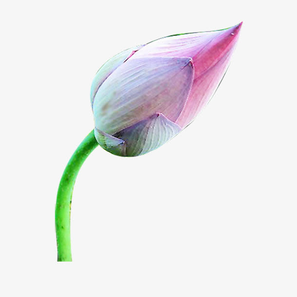 荷花素材免抠
