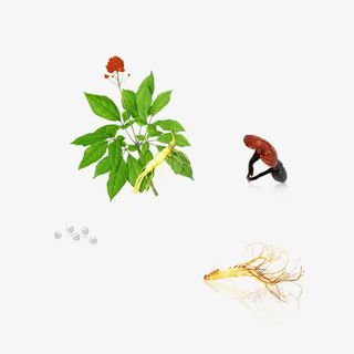 灵芝珍珠人参药材中药免抠
