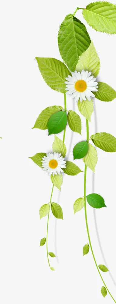 绿色清新夏日清凉树叶花朵免抠