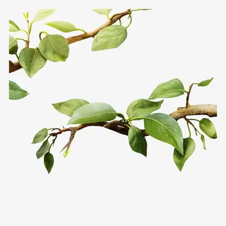 绿色的植物素材免抠