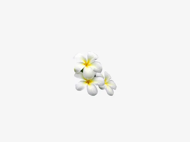 鸡蛋花 花瓣免抠