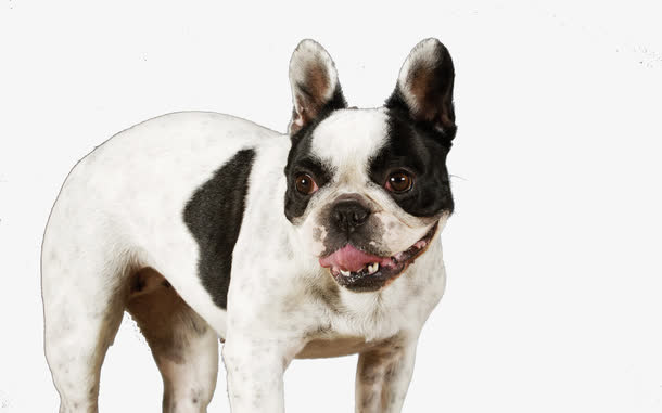 通灵斗牛犬免抠