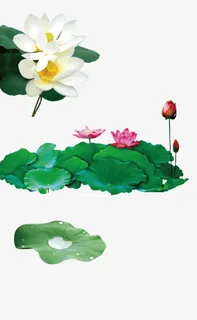 白色粉色荷花荷叶水珠免抠 白色粉色荷花荷叶水珠免抠