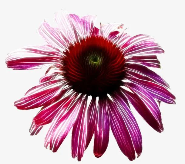 手绘红菊花免抠