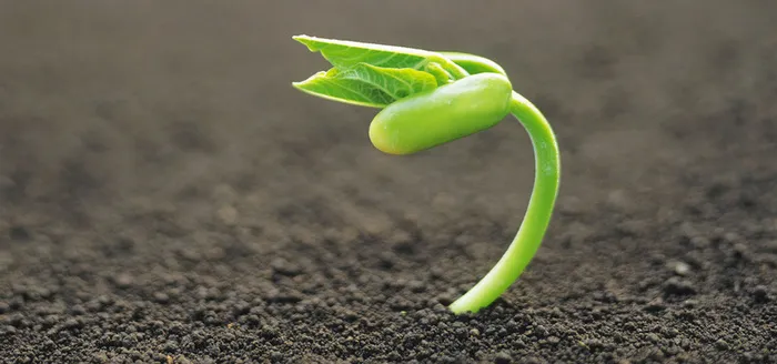 环保绿色土壤发芽植物背景高清