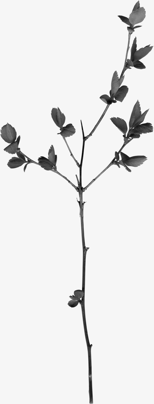 黑色树枝免抠