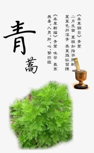 青蒿宣传彩页图片免抠