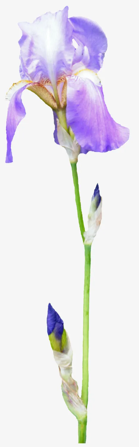 花卉图案素材卡通鲜花图片免抠