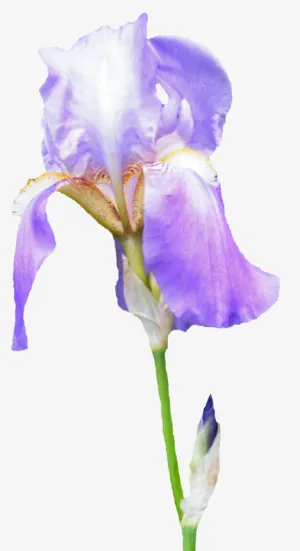 花卉图案素材卡通鲜花图片免抠