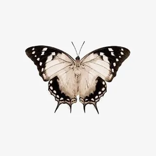 复古手绘蝴蝶免抠