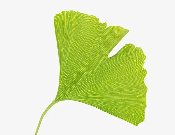 波点银杏叶免抠