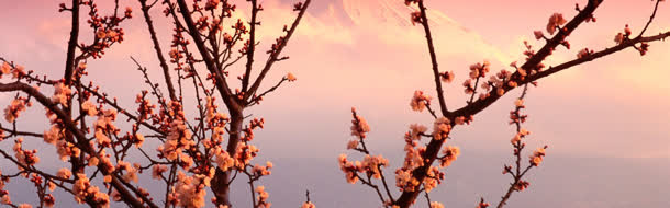 桃花风景免抠