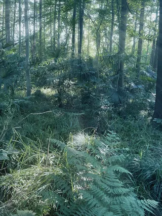 森系灌木丛林高清