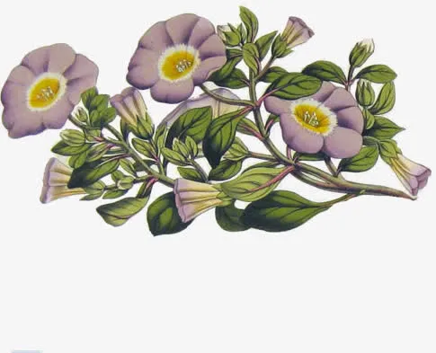 花朵 花卉免抠