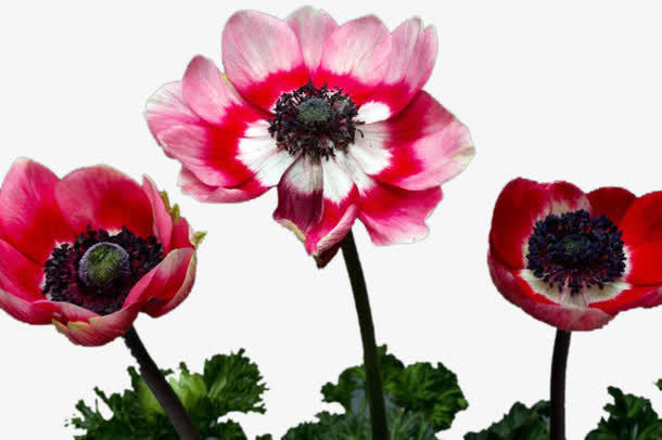 美丽水墨画免抠