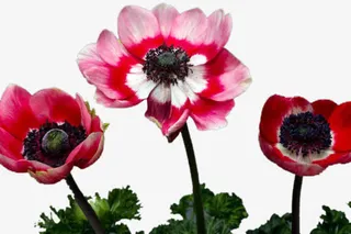 美丽水墨画免抠