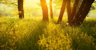 夕阳草地树林壁纸免抠
