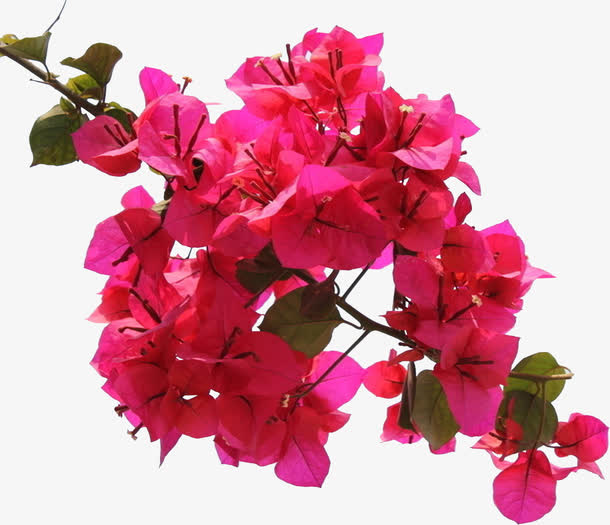 三角梅花免抠