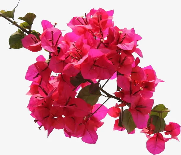 三角梅花免抠