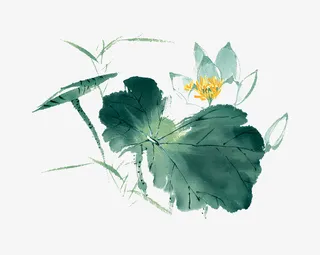 荷花 插画 素材免抠