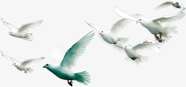 青春白鸽意境飞鸟免抠