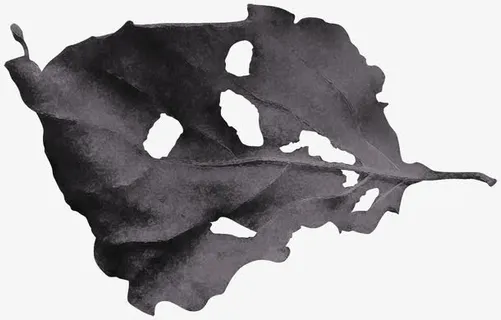 黑色干枯破洞树叶免抠