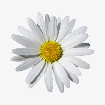 白色小雏菊免抠